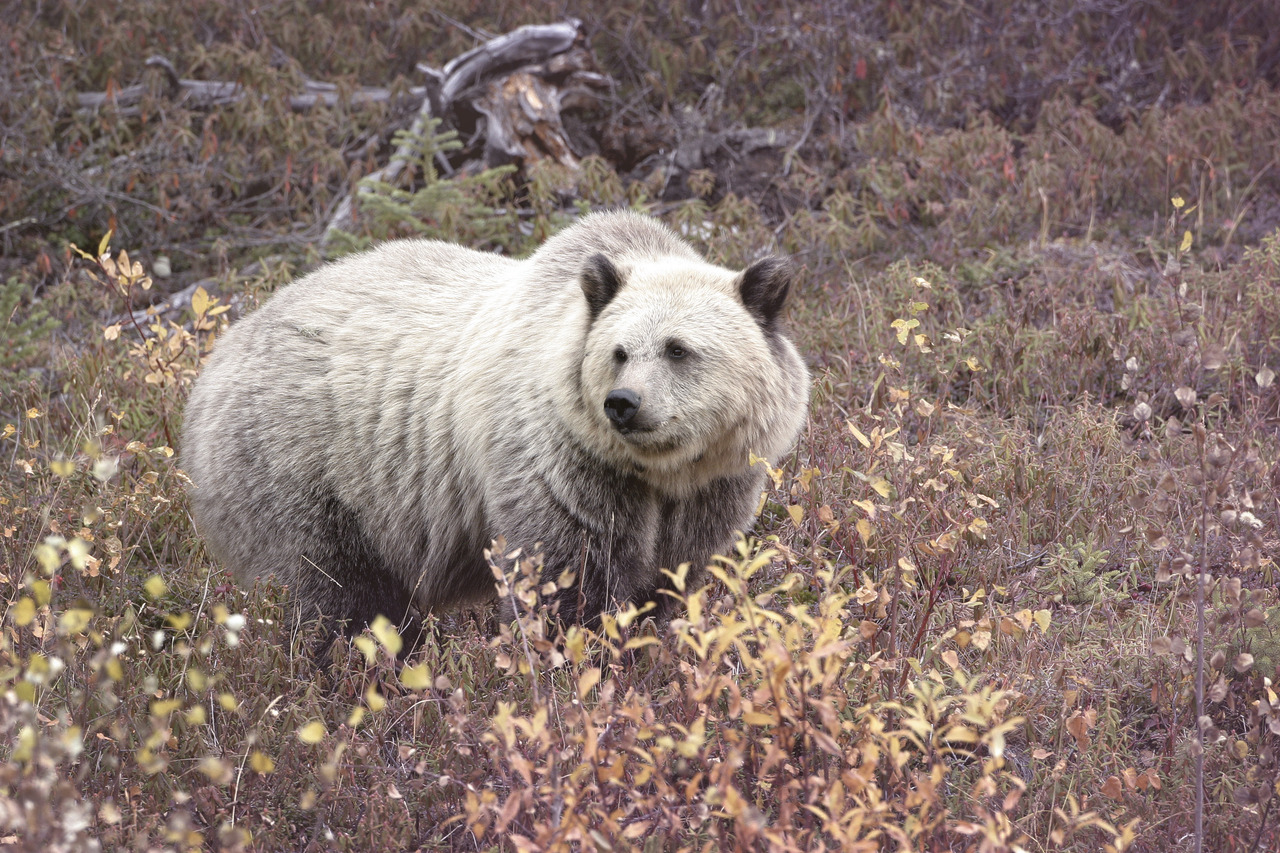 Near bear. Полярный Гризли. ГРОЛАР гибрид. Полярный Гризли гибрид. Гибрид белого медведя и Гризли.